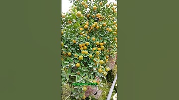 #music quất cảnh tết mang đến tài lộc