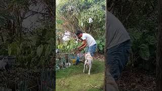 naglalagay tayo ng abono #farmerslife