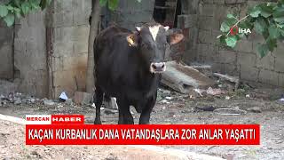 Kaçan Kurbanlik Dana Vatandaşlara Zor Anlar Yaşatti