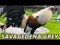 Claret Grey Kelso Radio - SAVAGEDENA FARM California | Beautiful Birds Farm Visit