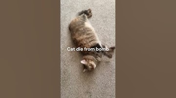 Top 10 saddest moments 😭😭😭#cat #cats #scary #sad #verysad