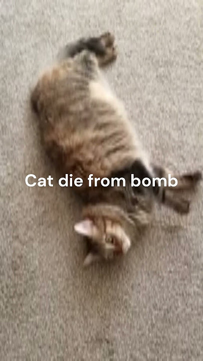 Top 10 saddest moments 😭😭😭#cat #cats #scary #sad #verysad