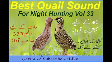 Batair ki Awaz , Batair Sound vol 33 , Common Quail Sound 2019