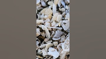 Searching for TUSK SHELLS #shorts #seashells