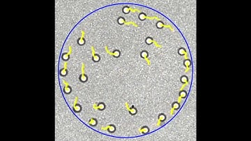 Unlocking secrets of natural swarm intelligence for next-generation collective microrobotics