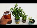 Best natural fertilizer for any plants  homemade liquid fertilizer from tea leaves