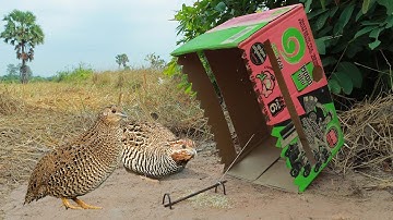 Easy quail trap using paper box - DIY bird trap