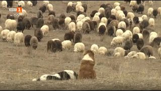 История за ферма с 400 каракачански овце, две деца и хубава жена, "Бразди" - 19.02.2022 по БНТ
