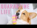 WORKING UNDER QUARANTINE - Topi the Corgi