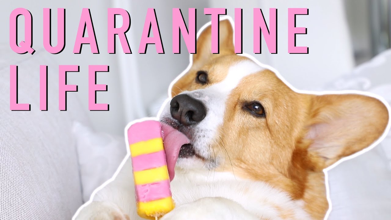 WORKING UNDER QUARANTINE - Topi the Corgi