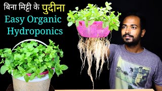 How to Easily grow Pudina or Mint in water