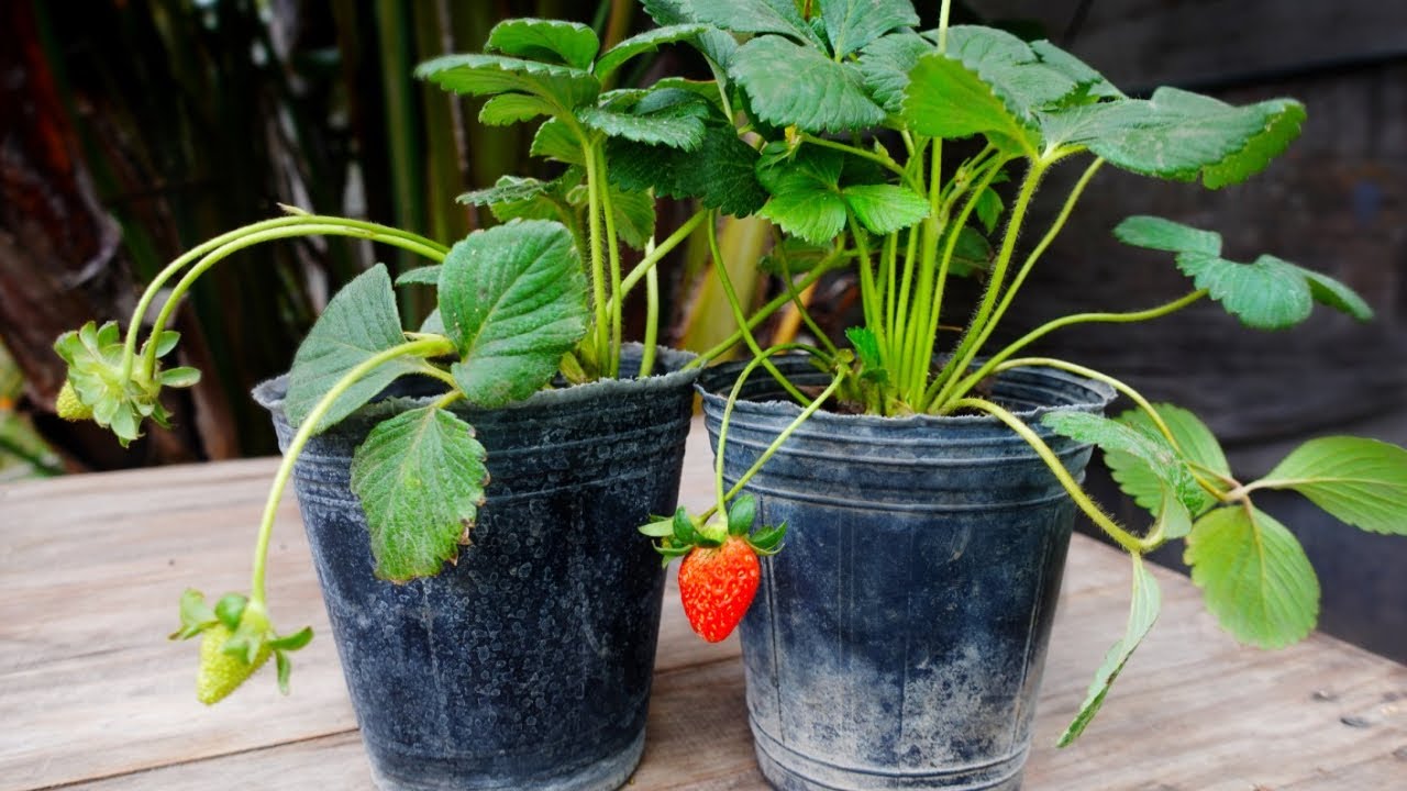 ✽ Как посадить клубнику ➤ из покупных растений 🍓