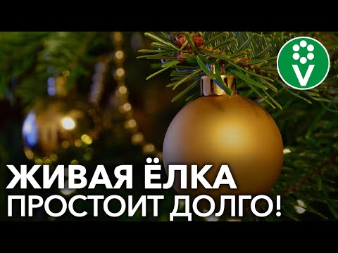 НОВОГОДНЯЯ ЕЛКА простоит до 8 марта и не осыпется, если вы сделаете так!