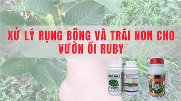 XỬ LÝ RỤNG BÔNG VÀ TRÁI NON VƯỜN ỔI RUBY || VTNN KIM KHOA