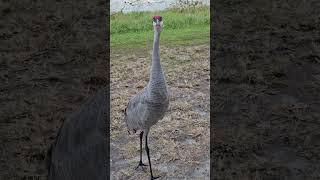 Sarus Crane Moves Away And Hops To Scare Person - 1498377