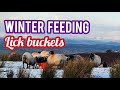FARMING IN WINTER - Feeding Crystalyx lick buckets to mountain sheep