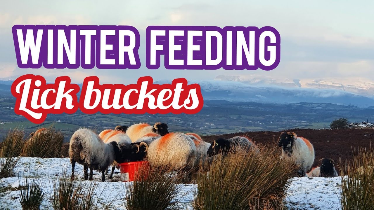 FARMING IN WINTER - Feeding Crystalyx lick buckets to mountain sheep -  YouTube