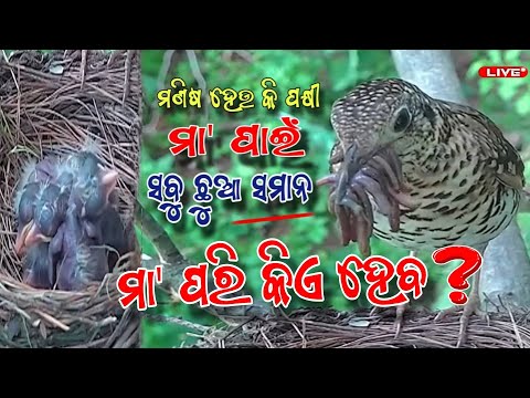 ମଣିଷ ହେଉ କି ପକ୍ଷୀ - ମା' ପାଇଁ ସବୁ ଛୁଆ ସମାନ: ଦେଖନ୍ତୁ ମା' ଚଢ଼େଇଟି କିପରି ଭାଗବାଣ୍ଟି ଛୁଆଙ୍କୁ ଦେଉଛି ଖାଦ୍ୟ ..