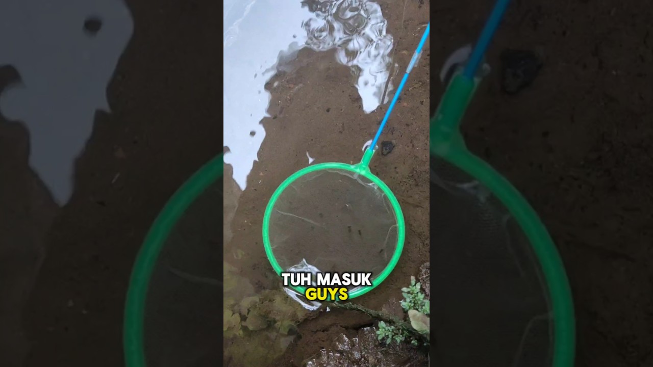 NANGKAP ANAKAN IKAN LIAR DISARANGNYA 