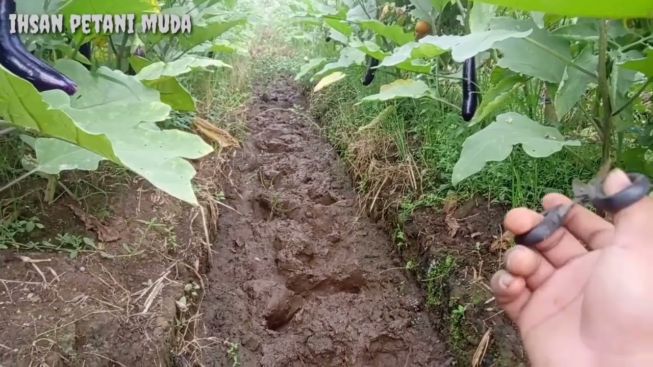 Manfa'at Perempelan Daun Terong Dan Tomat