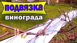 🔴🔴Раскрытие и Подвязка Винограда После Заморозков