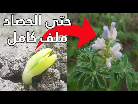 فيديو: زهور الترمس: نصائح لزراعة الترمس