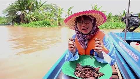 Hái bông điên điển, bắt cá linh, trong tour du lịch mùa nước nổi ở miền tây