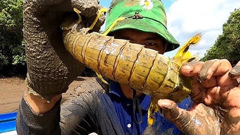 Bắt Tôm Tích Biển Cần Giờ Toàn Hàng Khủng