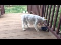 White Miniature Schnauzer Eating Food - Cute Puppy Like