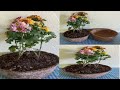 cómo hacer macetas con aserrín de madera para plantas