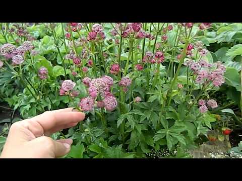 Видео: Цимицифуга (растение): описание, засаждане и грижи