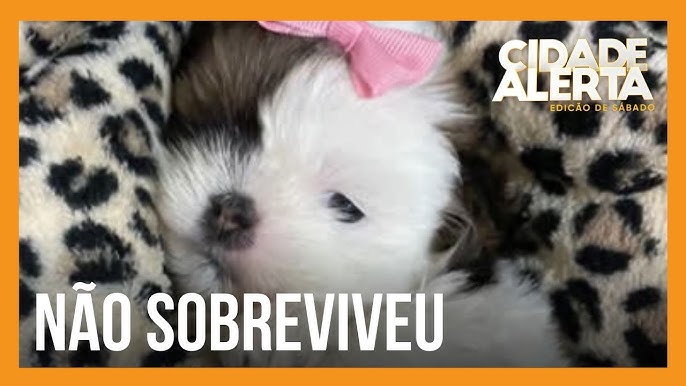 meu cachorro morreu e agora não tenho dinheiro para spoofer no