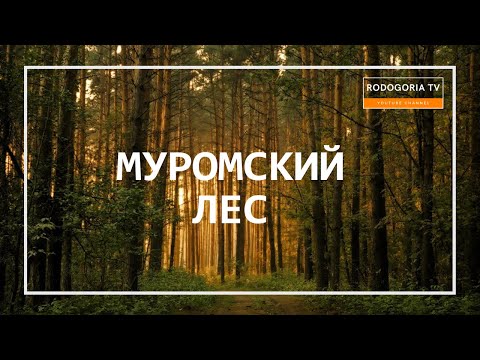 ⚡️МУРОМСКИЙ ЛЕС | МЕСТА СИЛЫ РОССИИ