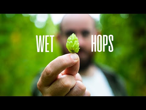 Video: Dry Hop Og Wet Hop Beers: Forstå Forskellen