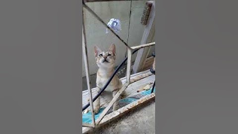 wild cat started playing with my nephew 🤣😄 soo Cute #shorts