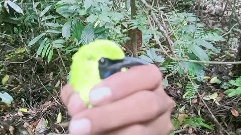 jurus jitu mikat cucak hijau pakai stik!!! mantap