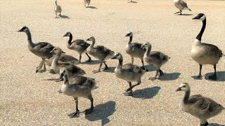 Geese families live beside a lake. Growing young geese enjoy eating, swimming, are well disciplined by Iris Shine 237 views 9 months ago 7 minutes, 34 seconds