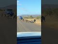 Leopard has all-out Brawl With 50 Baboons