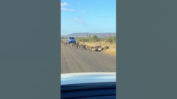 Leopard has all-out Brawl With 50 Baboons