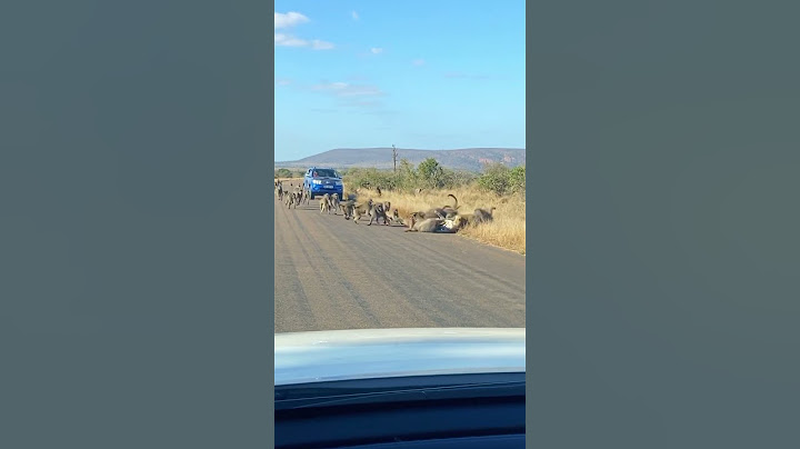 Leopard has all-out Brawl With 50 Baboons