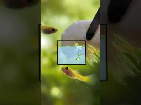 Video: Is het erg om je vissen bang te maken?
