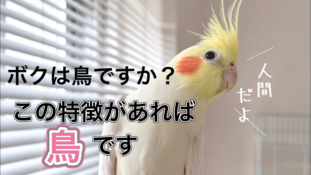 オカメインコは鳥ですか？この特徴あれば鳥です【Bird】【cockatiel