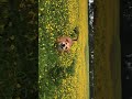 Sunflower Samurai🌻 #doglovers #dogs #shorts #reels #field #flowers #instareels #short