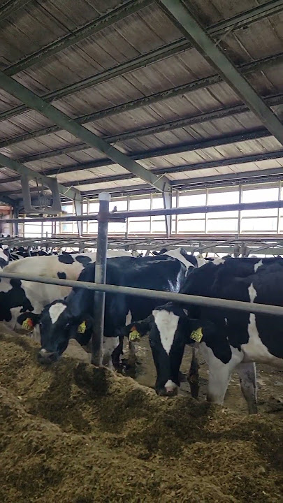 The tunnel ventilation is working great and keeping the cows cool and happy!
