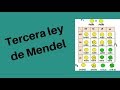 LEYES DE MENDEL: Tercera ley