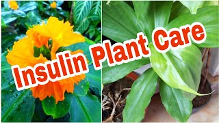 Growing Insulin Plant In Terrace Garden | Medicinal Plants || ఇన్సులిన్ మొక్క టెర్రస్ లో పెంచడం ఎలా!
