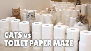 Cats vs Toilet Paper Maze | Kittisaurus
