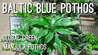 Baltic Blue & Global Green Pothos | Plant Shopping Multiple Big Box Stores | Huge Manjula Pothos