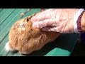 Rabbit with Botfly Larvae (Pupa) Shows What it Looks Like After Getting it Out From Skin!