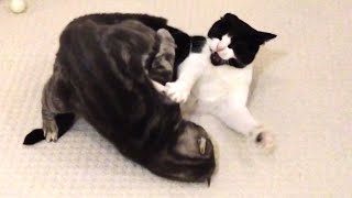 Cat Fight by Tom and Mimi 5,248 views 2 months ago 46 seconds
